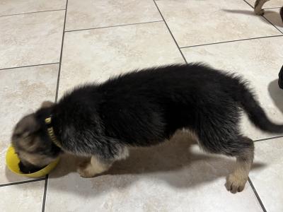 German Shepherd puppies in Limerick