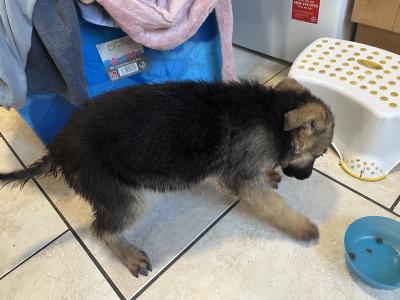 German Shepherd puppies in Limerick