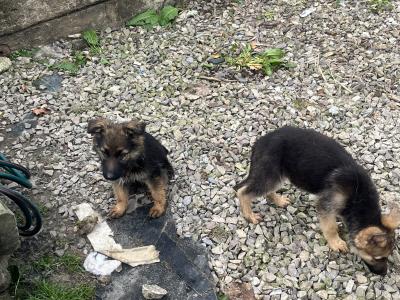 German Shepherd puppies in Limerick