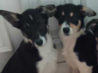 Border Collie puppies in Wexford