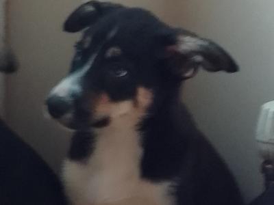 Border Collie puppies in Wexford