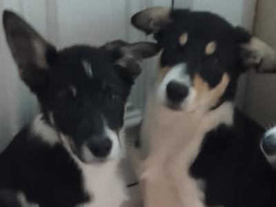 Border Collie puppies in Wexford