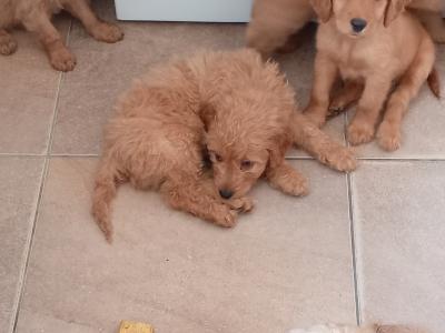 Cockapoo puppies for sale in Donegal