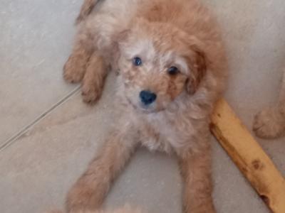Cockapoo puppies for sale in Donegal