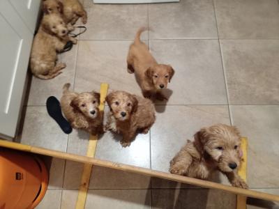 Cockapoo puppies for sale in Donegal