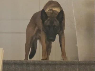 Proven IKC Registered Belgian Malinois for stud