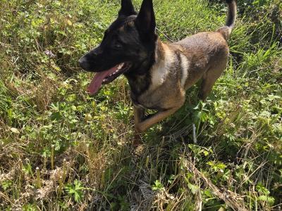 Proven IKC Registered Belgian Malinois for stud