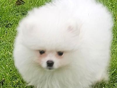 IKC Registered (pending) 🇮🇪 Tiny Magic Pomeranian puppies 🐶 in Laois