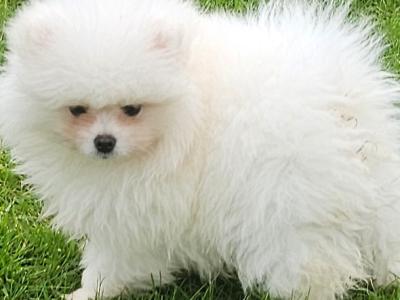 IKC Registered (pending) 🇮🇪 Tiny Magic Pomeranian puppies 🐶 in Laois