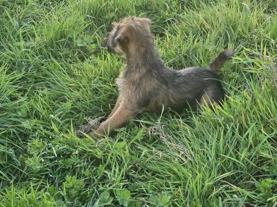 IKC Registered male Irish Terrier puppies in Cork