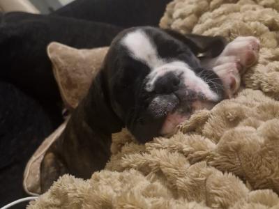 Male Boxer puppy in Cork
