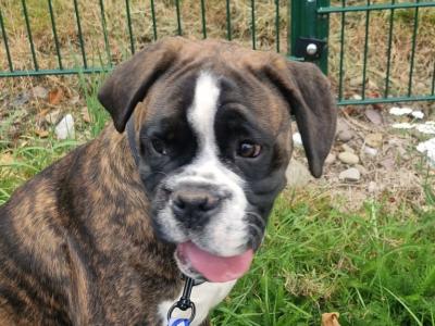Male Boxer puppy in Cork