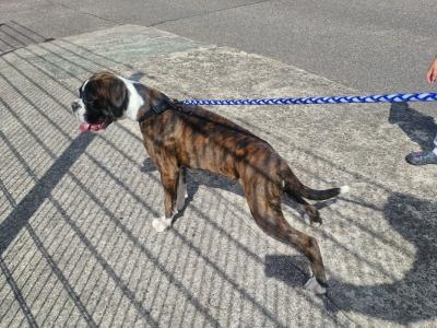 Male Boxer puppy in Cork