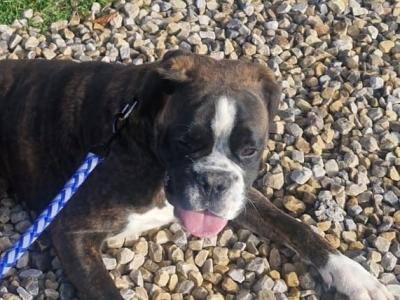 Male Boxer puppy in Cork