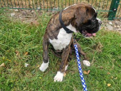 Male Boxer puppy in Cork