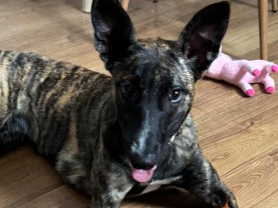 Bree is a female Malinois/Dutch Shepherd x Lurcher puppy 11 months old in Cork