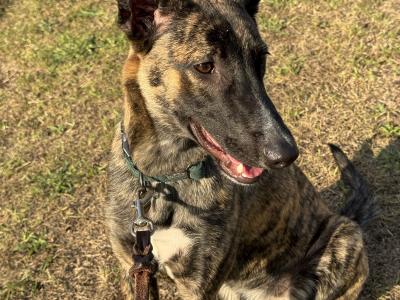 Bree is a female Malinois/Dutch Shepherd x Lurcher puppy 11 months old in Cork