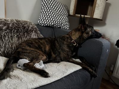 Bree is a female Malinois/Dutch Shepherd x Lurcher puppy 11 months old in Cork