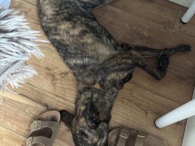 Bree is a female Malinois/Dutch Shepherd x Lurcher puppy 11 months old in Cork