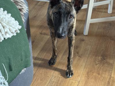 Bree is a female Malinois/Dutch Shepherd x Lurcher puppy 11 months old in Cork