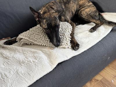 Bree is a female Malinois/Dutch Shepherd x Lurcher puppy 11 months old in Cork