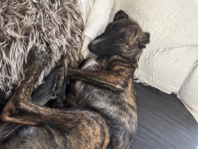 Bree is a female Malinois/Dutch Shepherd x Lurcher puppy 11 months old in Cork
