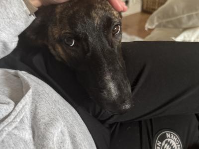 Bree is a female Malinois/Dutch Shepherd x Lurcher puppy 11 months old in Cork