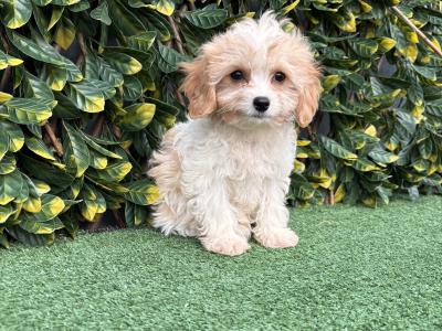 Gentle litter of non shedding Cavachon puppies in Longford *trained*