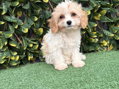 Gentle litter of non shedding Cavachon puppies in Longford *trained*