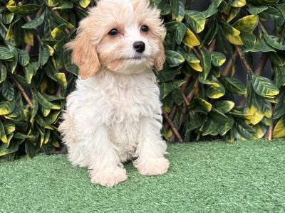 Gentle litter of non shedding Cavachon puppies in Longford *trained*