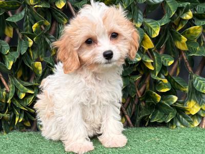 Gentle litter of non shedding Cavachon puppies in Longford *trained*