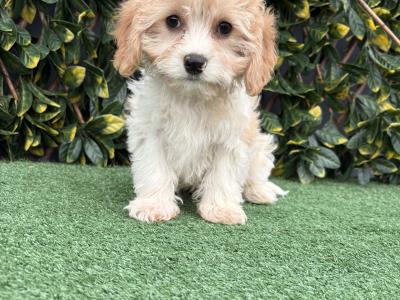 Gentle litter of non shedding Cavachon puppies in Longford *trained*