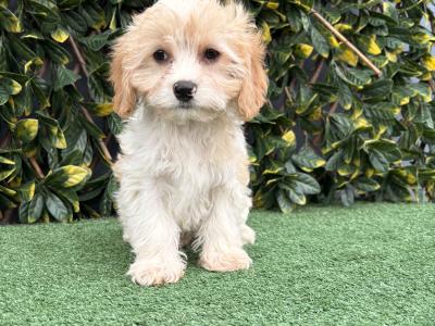 Gentle litter of non shedding Cavachon puppies in Longford *trained*