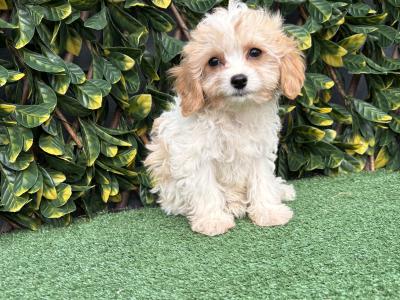 Gentle litter of non shedding Cavachon puppies in Longford *trained*