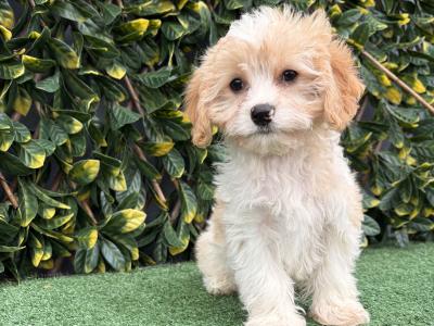 Gentle litter of non shedding Cavachon puppies in Longford *trained*