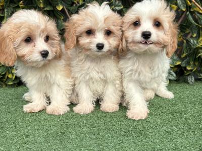 Gentle litter of non shedding Cavachon puppies in Longford *trained*