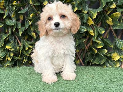 Gentle litter of non shedding Cavachon puppies in Longford *trained*