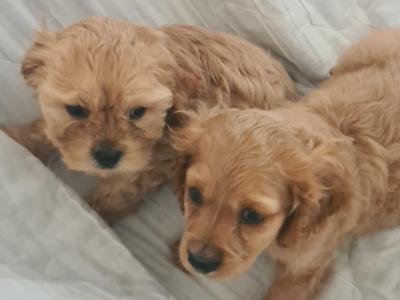 2 gorgeous male Cavachon puppies in Wexford