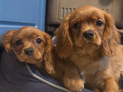 Cavalier King Charles IKC Registered puppies in Wexford