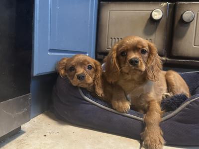 Cavalier King Charles IKC Registered puppies in Wexford