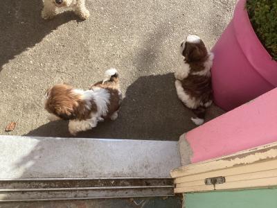 Delightful Shih Tzu puppies in Wicklow. Vet checked