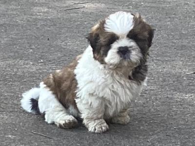Delightful Shih Tzu puppies in Wicklow. Vet checked