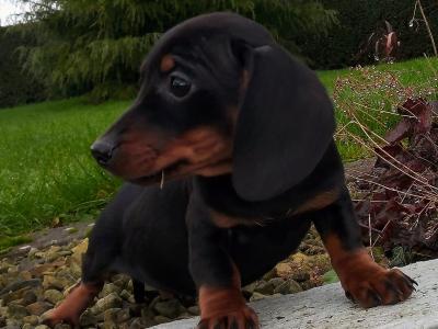 Miniature Dachshund puppies in Cavan