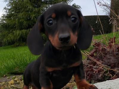 Miniature Dachshund puppies in Cavan