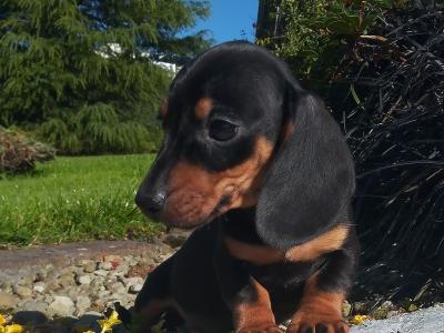 Miniature Dachshund puppies in Cavan