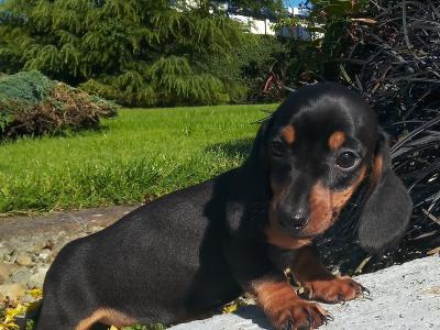 Miniature Dachshund puppies in Cavan