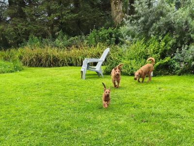 IKC Registered male Irish Terrier puppy 3 months old in Longford