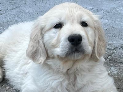 Premium Show Quality male Golden Retriever puppy in Galway