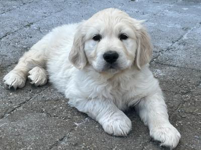 Premium Show Quality male Golden Retriever puppy in Galway