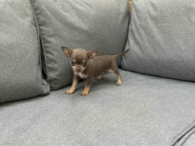 ⭐️ IKC Registered Chihuahua puppies ⭐️